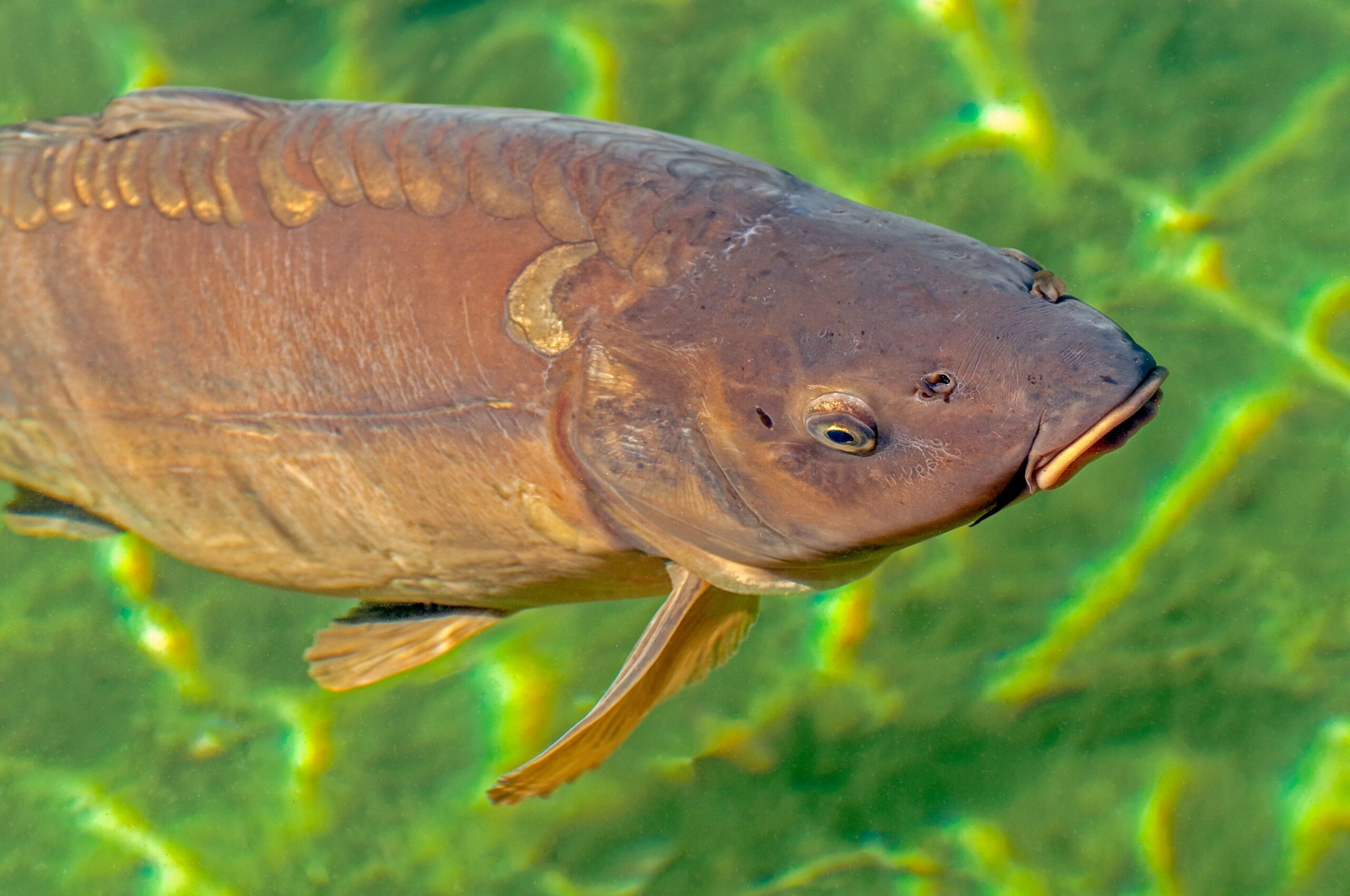 Carpfishing en España