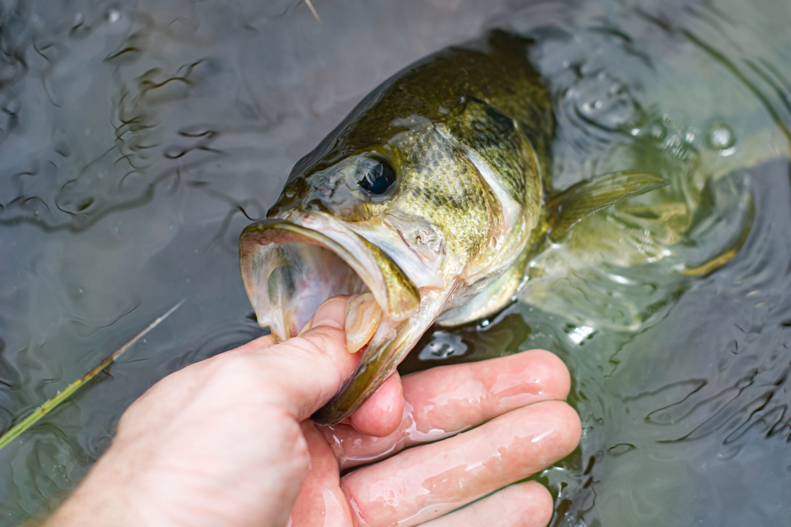 Pesca de depredadores en España